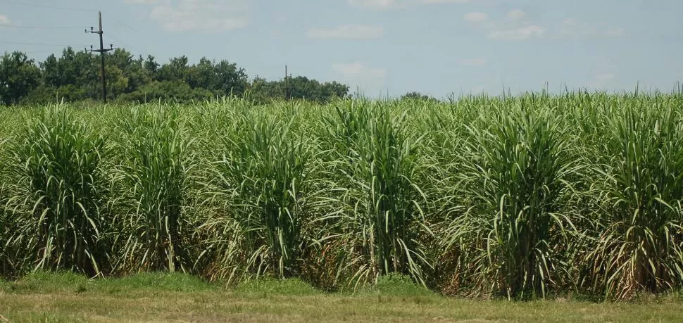 TRÁNSITO. El mayor problema en los campos fue el agua entre los surcos.  