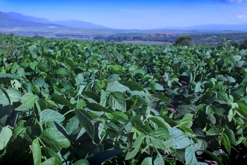 IMPACTOS MUY VARIADOS. Los cultivos muestran distintos grados de daño, según la etapa de crecimiento en que las lluvias cayeron sobre los campos.  