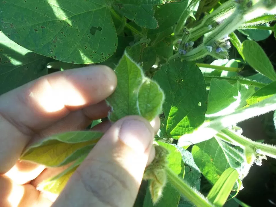 ACCIÓN ANTICIPADA. La revisión exhaustiva de las plantas permitirá que el productor reaccione a tiempo y defienda su cultivo.  