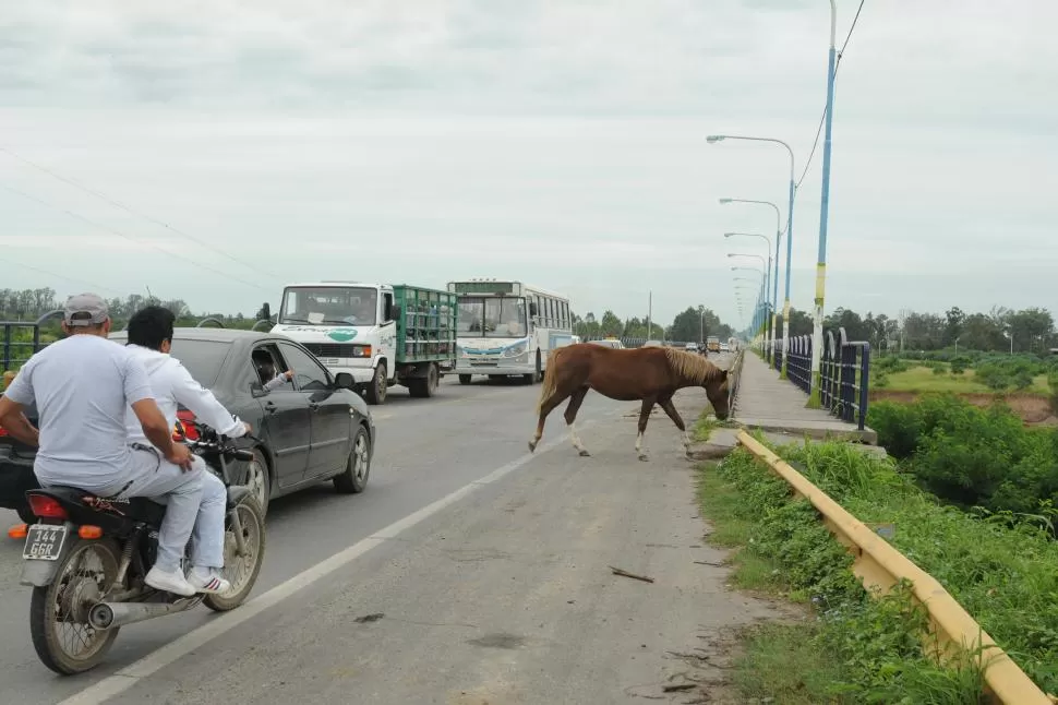CONCURRIDO. Por ese puente circulan autos, taxis, colectivos y hasta carros de tracción a sangre, todo el día. 