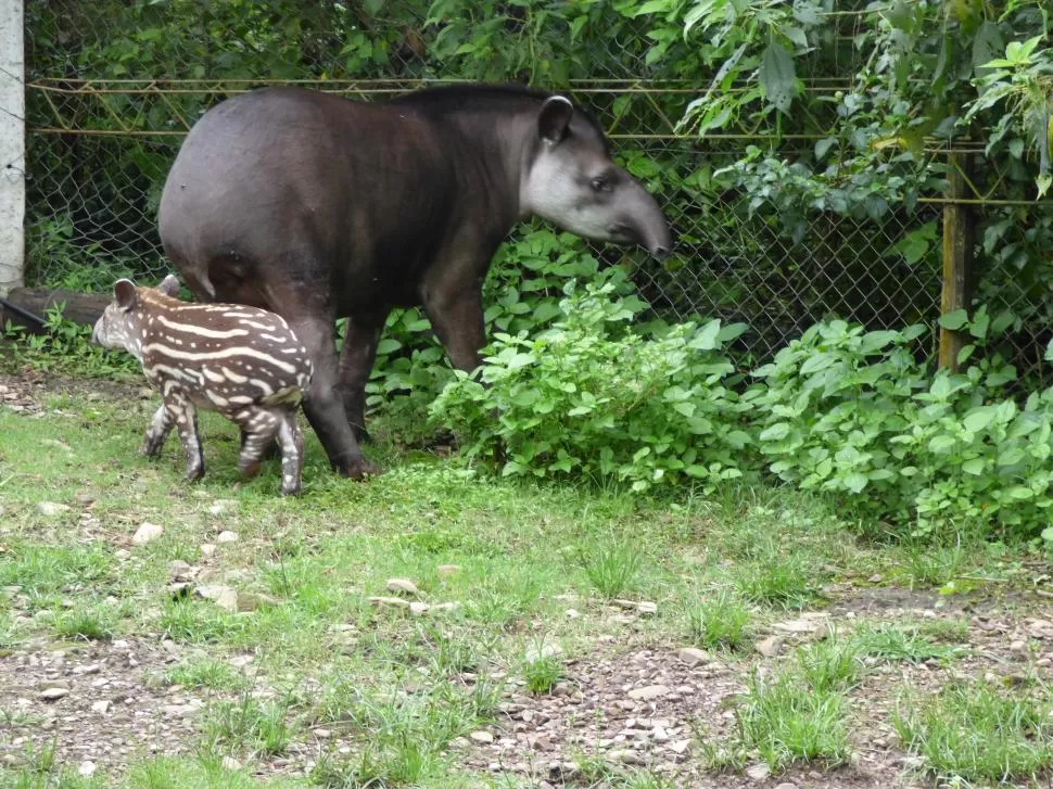 MADRE E HIJO El bebé nació hace dos semanas en la Reserva, y alimenta las esperanzas de recuperar una especie extinguida en Tucumán. foto gentileza reserva de horco molle