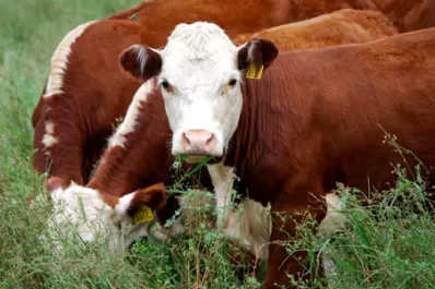 En Malabrigo dictan asistencia técnica ganadera y se preparan para crecer