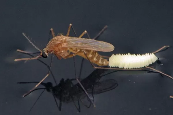 El frío ahuyenta los mosquitos, pero ellos buscan refugio dentro de tu casa