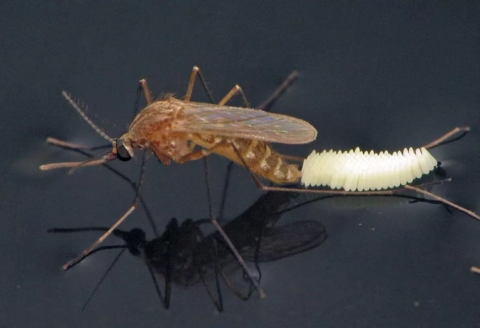 MARRÓN. La especie Culex quinquefasciatus es también muy habitual en las casas urbanas. symbiota.org