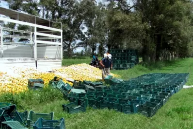 Refuerzan los controles para evitar que el HLB se instale en el NOA