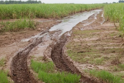 Las plantas acumulan menos sacarosa