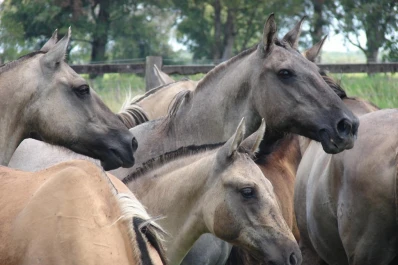 El sábado 25, se realizará el remate de caballos criollos en el INTA Leales