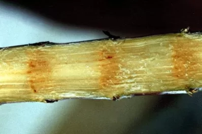 El “raquitismo” afecta el rendimiento cultural