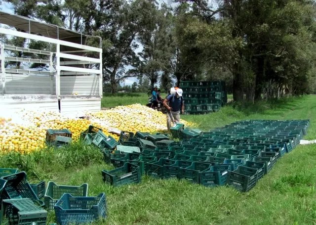 SIN PAPELES. Hace unos 15 días, el Senasa incautó naranjas en La Florida.  