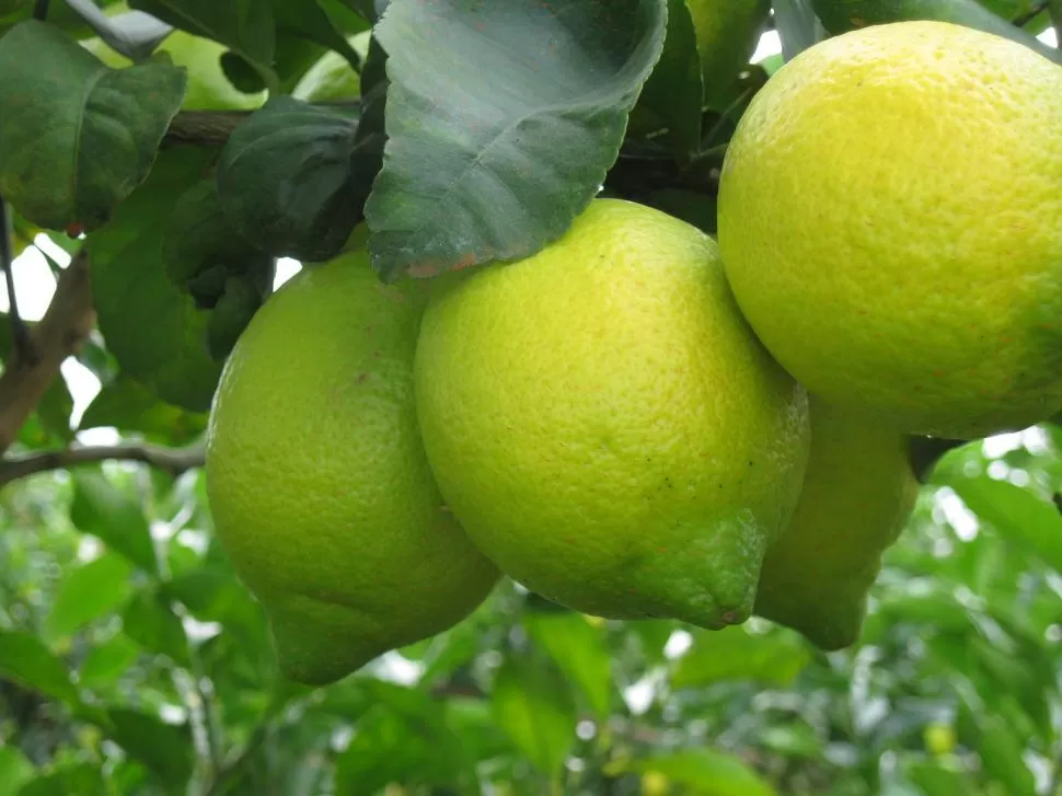 BUSCANDO LA EXCELENCIA. Los cuidados en la selección, cosecha y empaque de la fruta es fundamental para tener éxito en la exportación de limones. 