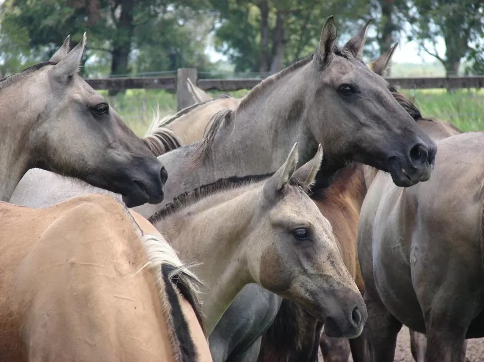 LOS MEJORES. Son animales que se destacan por ser seguros y confiables, mansos y voluntariosos para trabajar.   