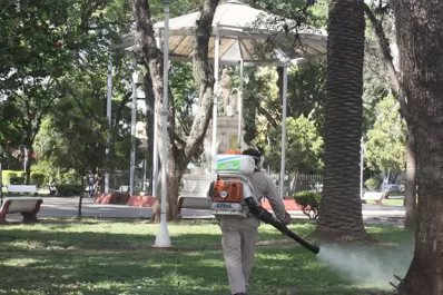 Retirarán 12 árboles añosos de la plaza Alberdi