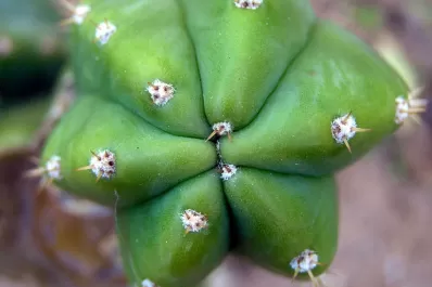 Secuestraron cactus alucinógenos en Jujuy