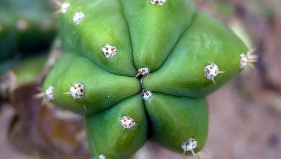 PELIGROSO. El cactus San Pedro es altamentre alucinógeno. 