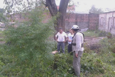 Hallaron plantas de marihuana, en Yerba Buena