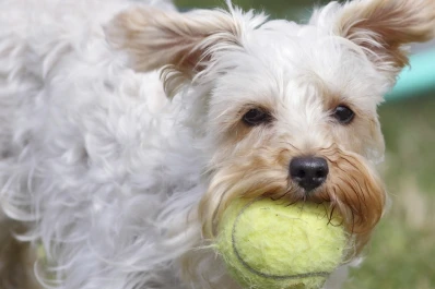 Increíble: mirá las cosas que se pueden encontrar dentro de una mascota