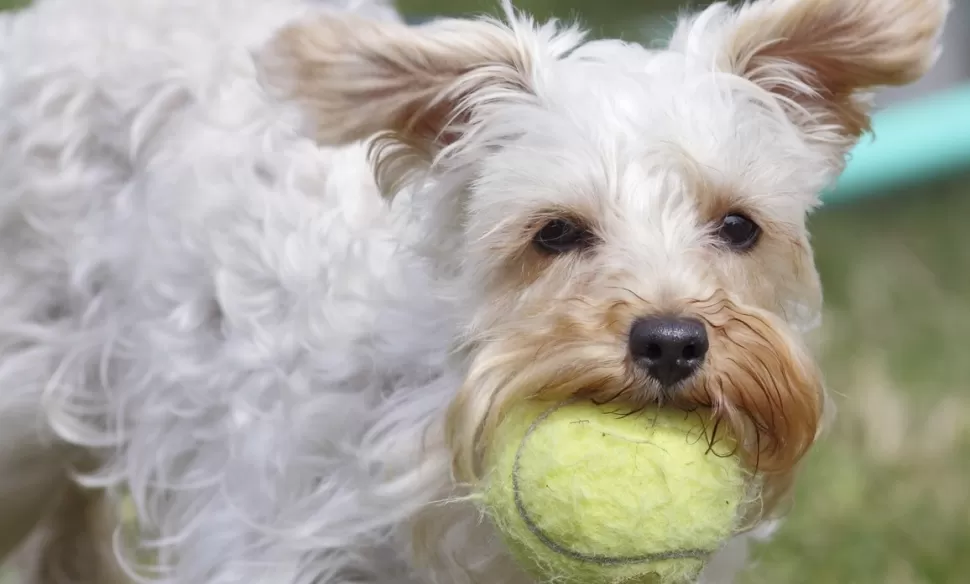 Increíble: mirá las cosas que se pueden encontrar dentro de una mascota
