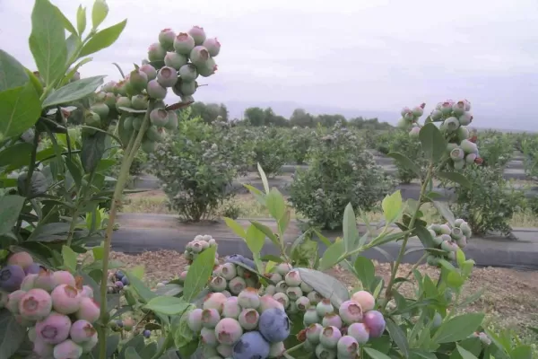 Jornada de actualización en el manejo sanitario de frutales del Noroeste Argentino