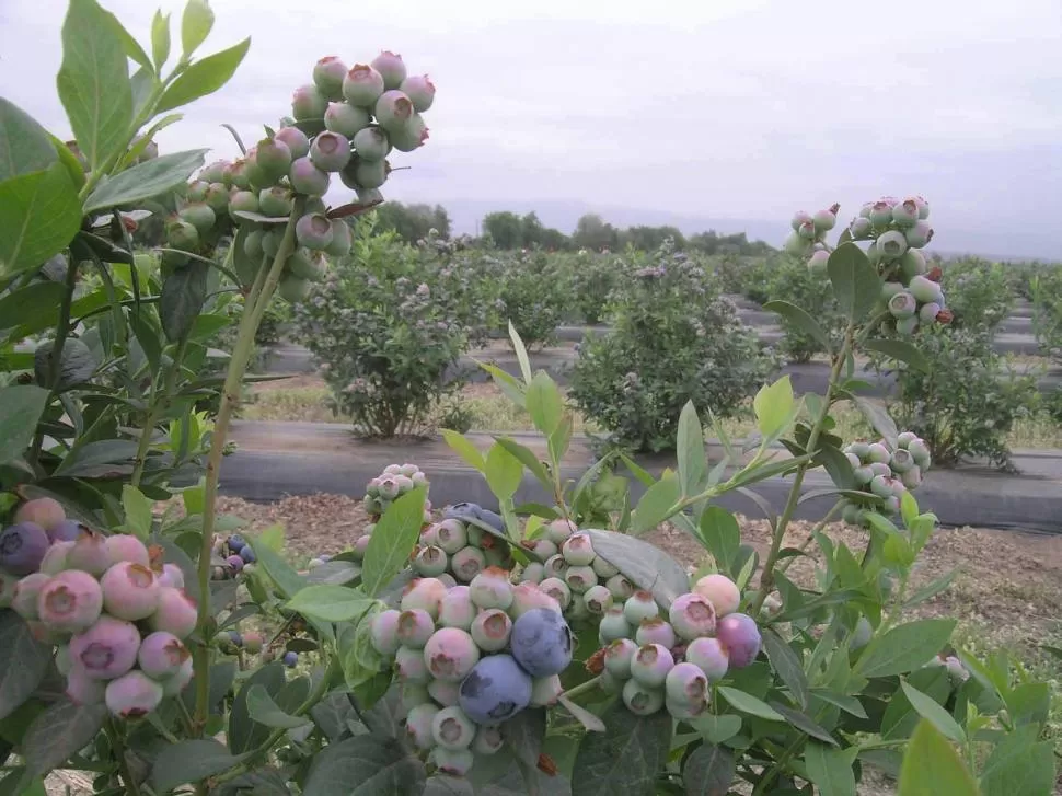 ARÁNDANOS Y OTROS FRUTOS. El temario incluye cultivos no tradicionales. la gaceta / foto de osvaldo ripoll