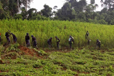 Colombia suspendió el uso de glifosato para eliminar cultivos ilegales