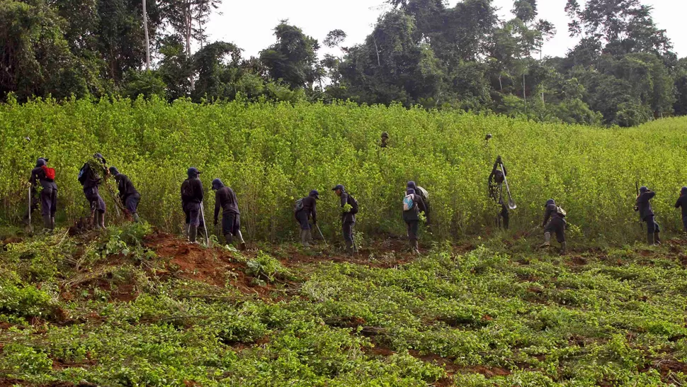 CONTRA LA COCA. Militares cortan las plantaciones ilegales y luego de prenderles fuego solían rociarlas con el cuestionado plaguicida producido por Monsanto. ARCHIVO