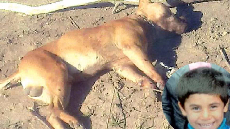 TRAGEDIA. El animal fue matado a golpes por los vecinos. FOTO TOMADA DE ELLIBERAL.COM.AR