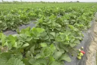 La informalidad es un gran obstáculo