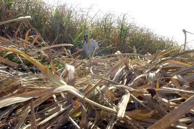 La biomasa es una fuente renovable de energía