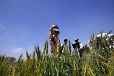 Falta agua y ya no queda margen para sembrar más trigo
