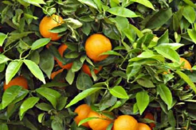 Producirán gas en base a los cítricos