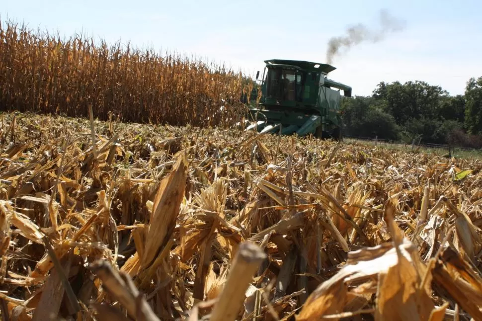 DIFICULTADES. La cosecha de maíz avanza lentamente en Tucumán, mientras los rendimientos dependen de las condiciones de humedad que vivió el cultivo.  