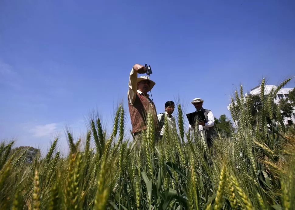 EN TUCUMÁN. Cuando el trigo crezca no habrá cambiado el mercado. Reuters