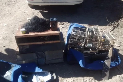 Trancas: liberaron un centenar de aves en un operativo contra el tráfico ilegal de animales
