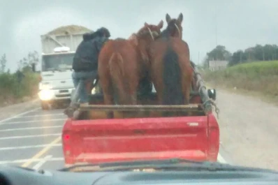 Cargó dos caballos en la caja de la camioneta y salió a la ruta