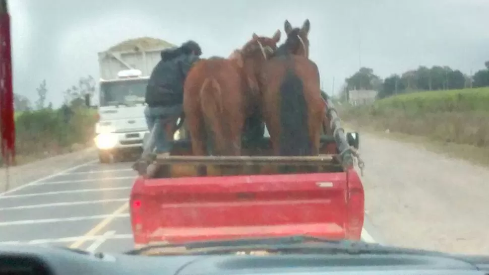 COMO SI NADA. Cargó los animales en la caja y salió a transitar una ruta nacional. FOTOS ENVIADAS POR LECTORES