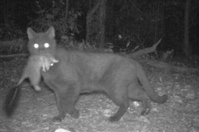 Australia pretende matar dos millones de gatos domésticos por daño ecológico