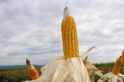Ampliaron subsidios para los pequeños productores y autorizan cupo de maíz