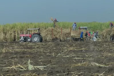 Cañeros chicos se quejan de una zafra “con dificultades”