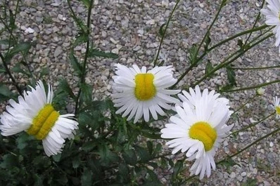 Las flores mutantes de Fukushima