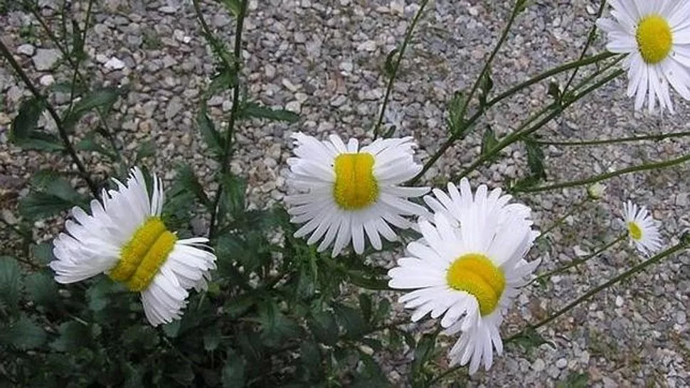 Las flores mutantes de Fukushima