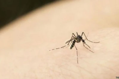 Así seleccionan los mosquitos a sus víctimas