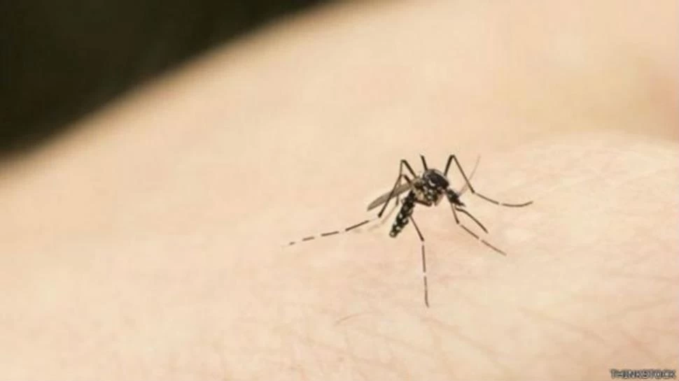 Así seleccionan los mosquitos a sus víctimas