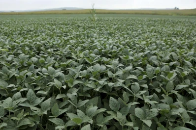 Proyectando una sustentabilidad a largo plazo