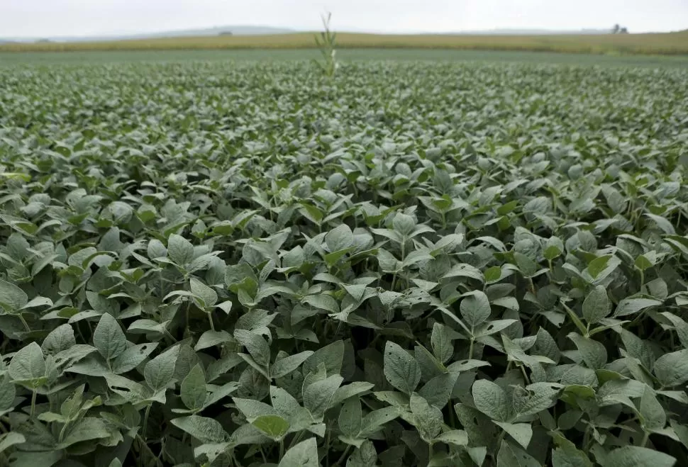 EQUILIBRIO. El productor no debe pensar sólo en los rendimientos, sino también en lograr que el suelo recupere los nutrientes que pierde con la oleaginosa. Reuters (Archivo)