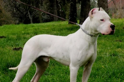 En su segundo día de trabajo, un vigilador murió atacado por nueve perros