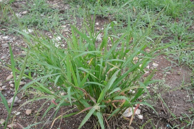 La “Echinochloa colona” ejerce mucha presión en Tucumán