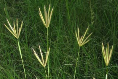 Malezas como ‘Chloris’ y ‘Trichloris’ son la fuente de preocupación entre los productores