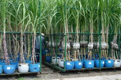 Investigación y política partidaria no conjugan