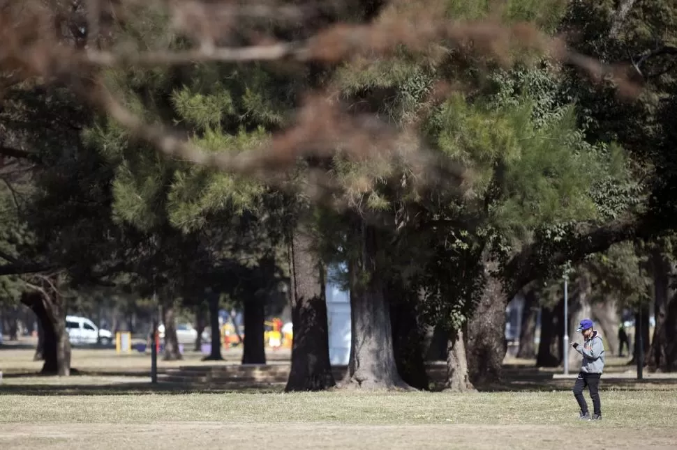 EVIDENCIA. Cada vez más investigaciones concluyen que sumergirse en el verde favorece nuestra salud mental. LA GACETA / foto de Diego Aráoz