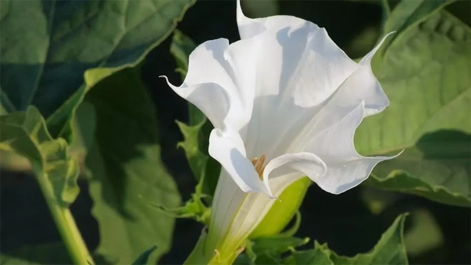 DATURA STRAMONIUM. De esta planta se extrae la escopolamina, droga conocida como burundanga. FOTO TOMADA DE INTRAMED.NET.